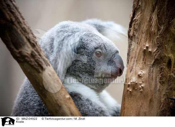 Koala / Koala / MAZ-04922