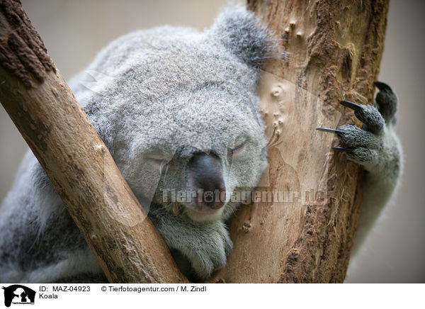 Koala / Koala / MAZ-04923