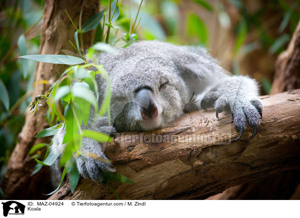 Koala / Koala / MAZ-04924