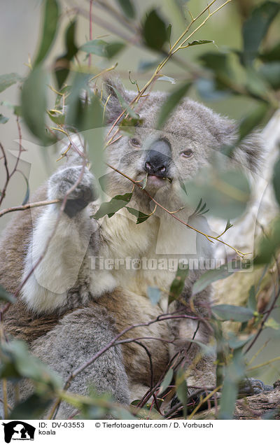 Koala / koala / DV-03553