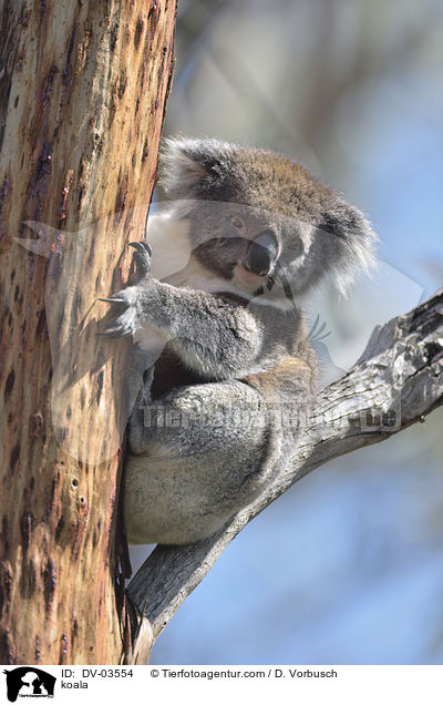 Koala / koala / DV-03554