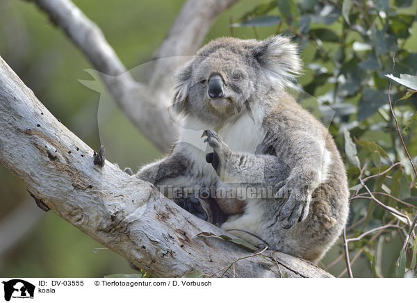 Koala / koala / DV-03555