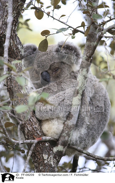 Koala / Koala / FF-08209