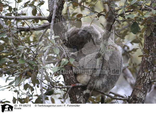 Koala / Koala / FF-08210