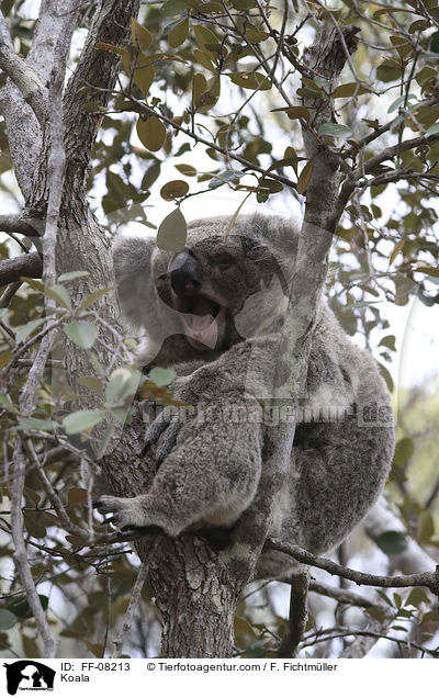 Koala / Koala / FF-08213
