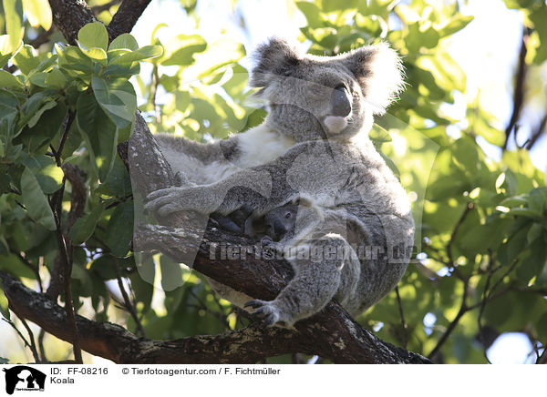 Koala / Koala / FF-08216