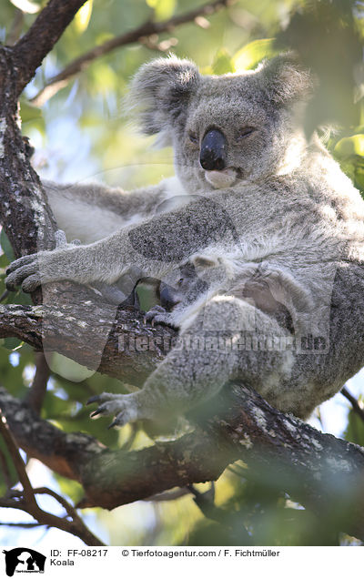 Koala / Koala / FF-08217