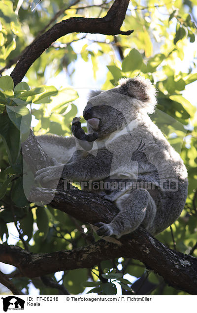 Koala / Koala / FF-08218