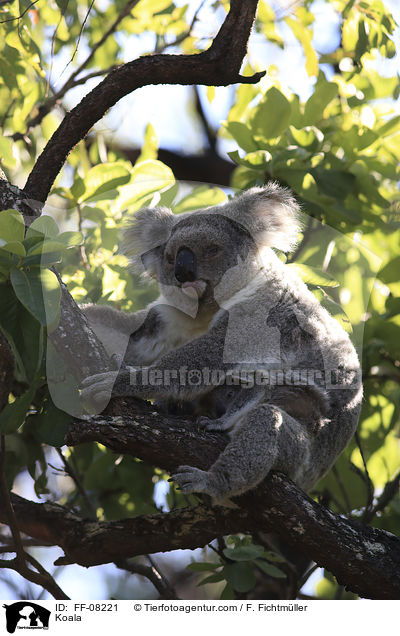 Koala / Koala / FF-08221