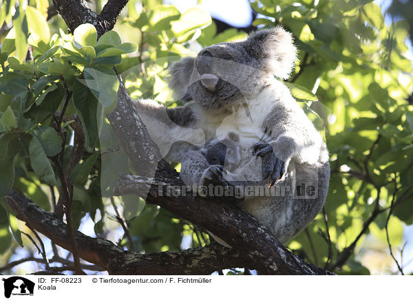 Koala / Koala / FF-08223