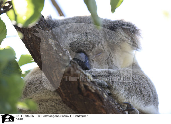 Koala / Koala / FF-08225