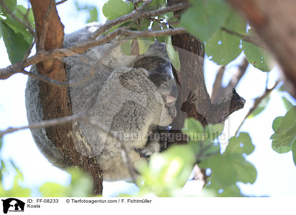 Koala / Koala / FF-08233