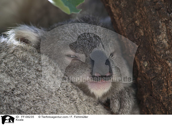 Koala / Koala / FF-08235