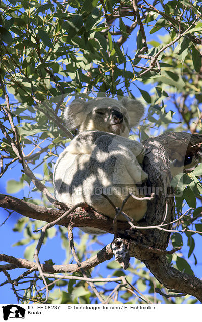 Koala / Koala / FF-08237