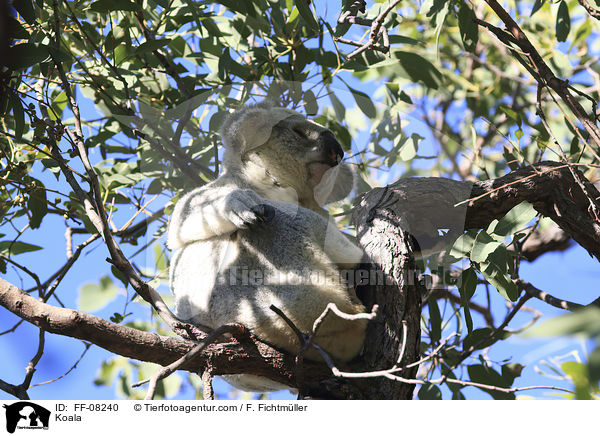 Koala / Koala / FF-08240