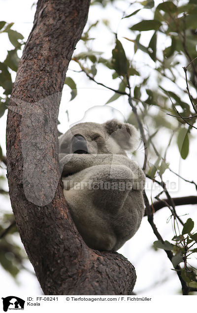 Koala / Koala / FF-08241