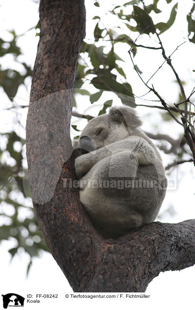 Koala / Koala / FF-08242