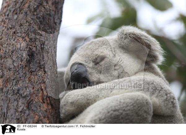 Koala / Koala / FF-08244