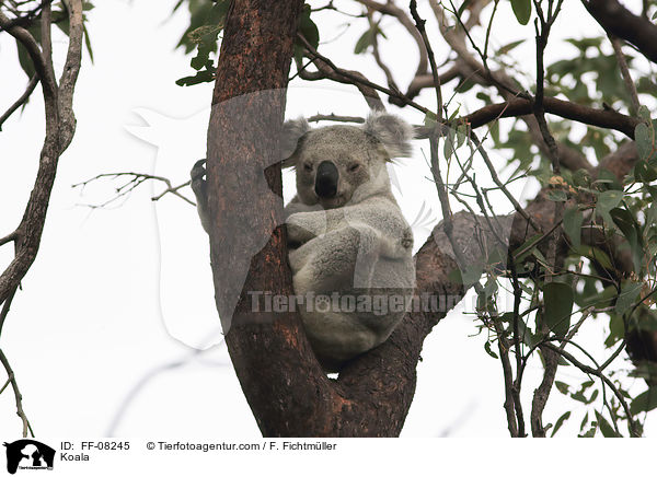 Koala / Koala / FF-08245