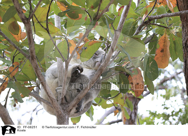 Koala / FF-08251