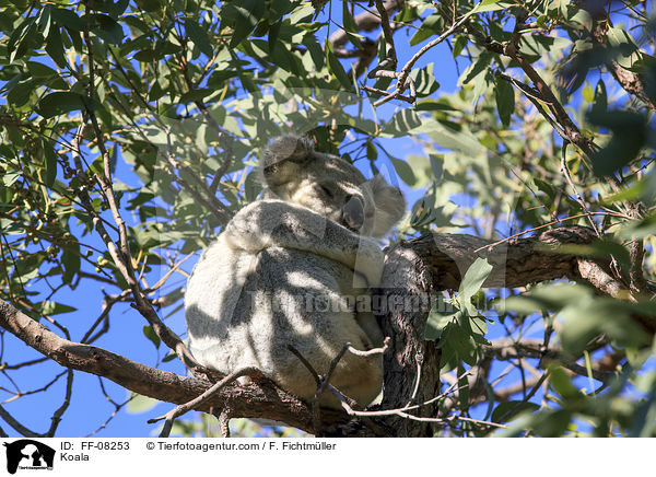 Koala / FF-08253