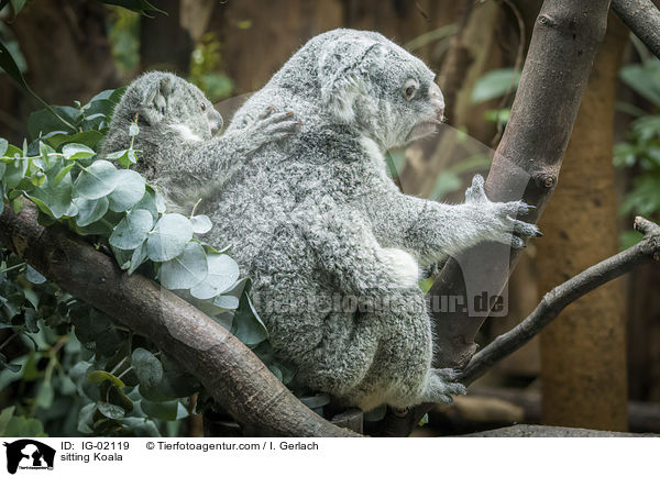 sitzende Koala / sitting Koala / IG-02119
