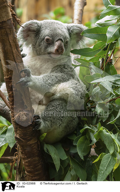 Koala / IG-02988
