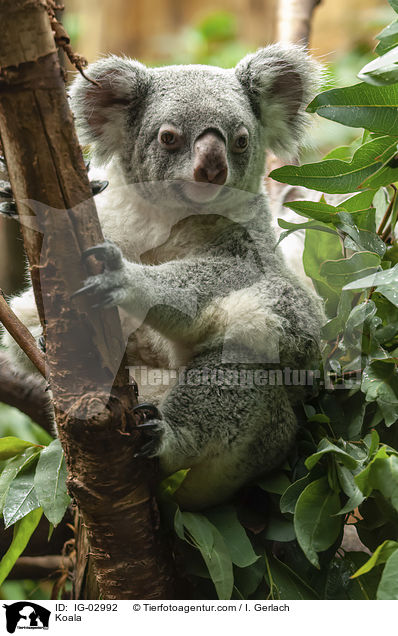 Koala / Koala / IG-02992