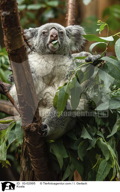 Koala / Koala / IG-02995