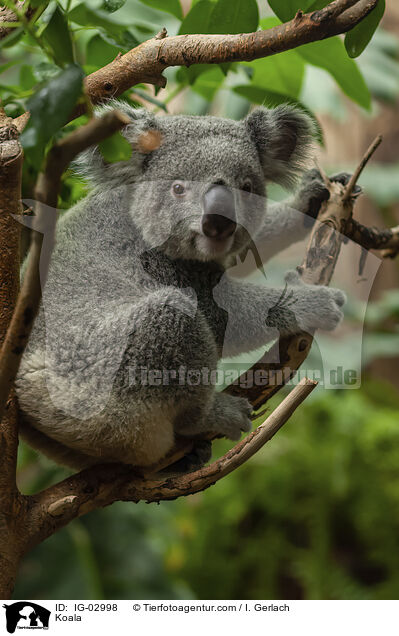 Koala / Koala / IG-02998