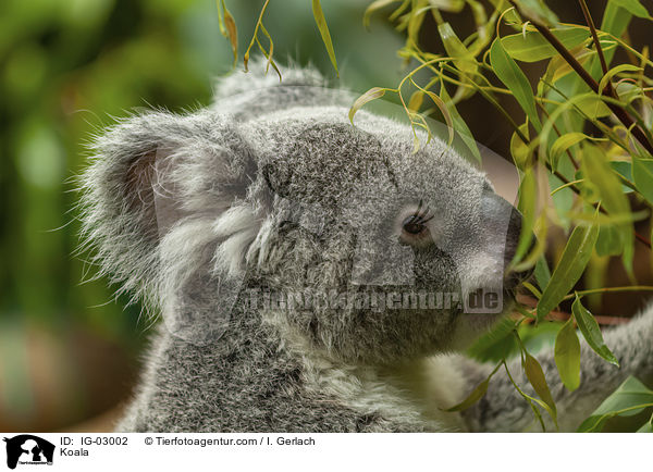 Koala / Koala / IG-03002