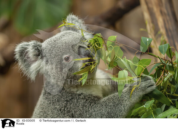 Koala / Koala / IG-03005