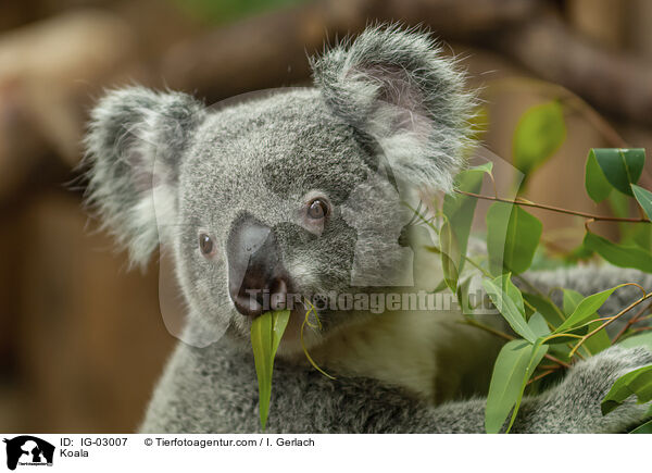 Koala / Koala / IG-03007
