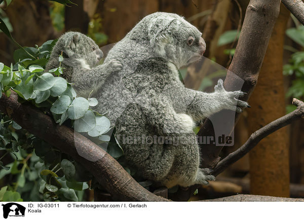 Koala / Koala / IG-03011