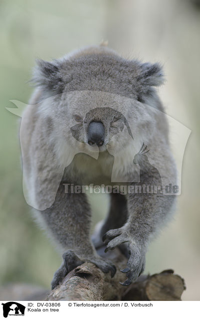 Koala auf Baum / Koala on tree / DV-03806