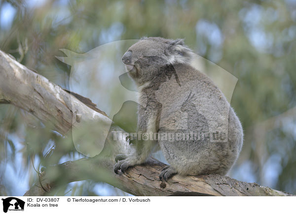 Koala auf Baum / Koala on tree / DV-03807
