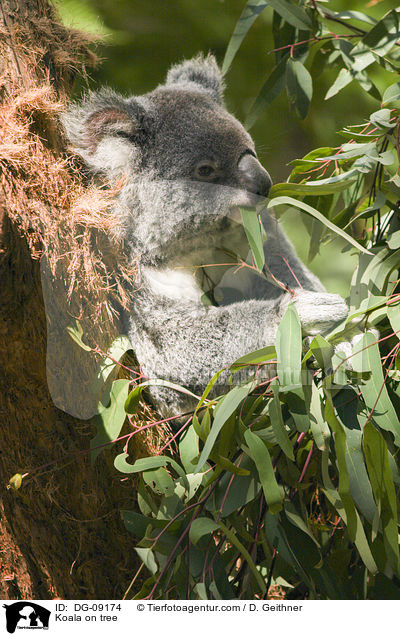 Koala im Baum / Koala on tree / DG-09174