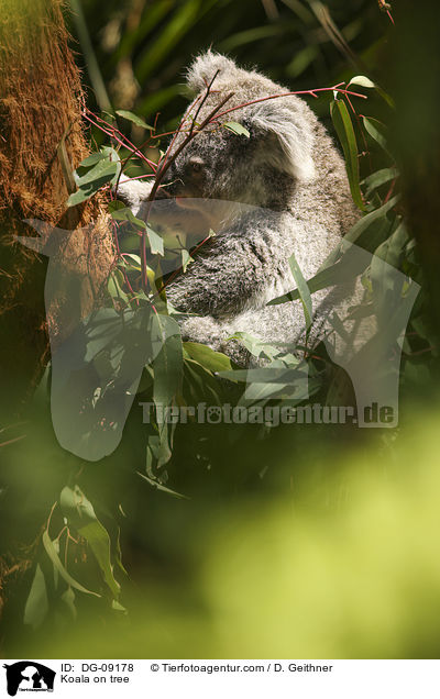 Koala im Baum / Koala on tree / DG-09178