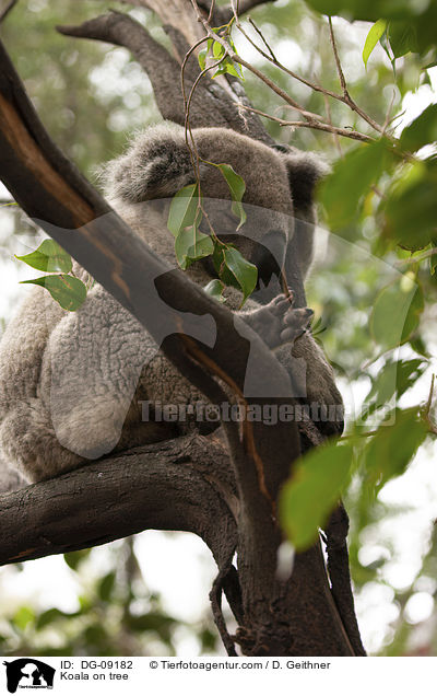 Koala im Baum / Koala on tree / DG-09182