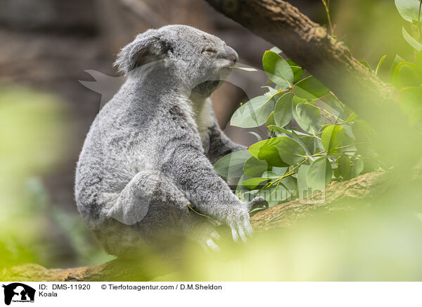 Koala / Koala / DMS-11920