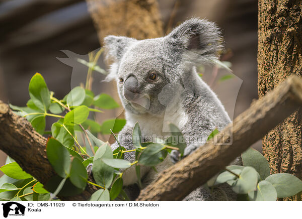 Koala / Koala / DMS-11929