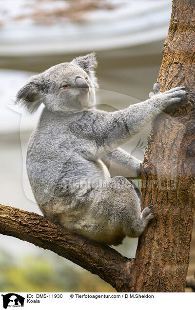 Koala / Koala / DMS-11930