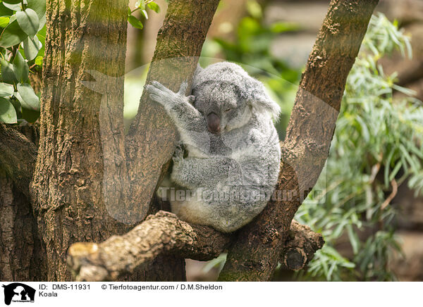 Koala / Koala / DMS-11931