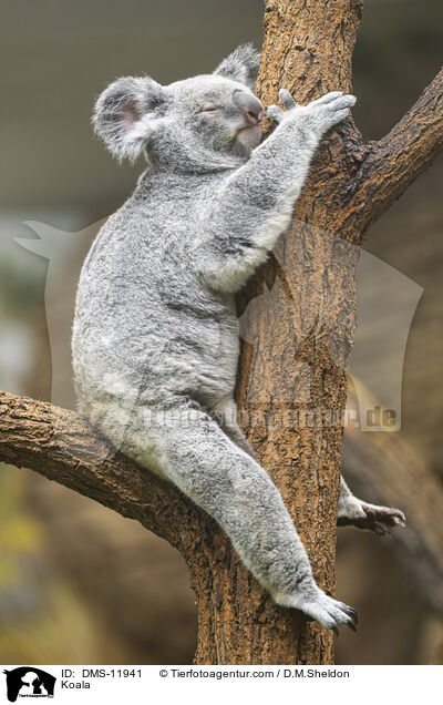 Koala / Koala / DMS-11941