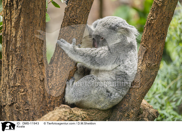 Koala / Koala / DMS-11943