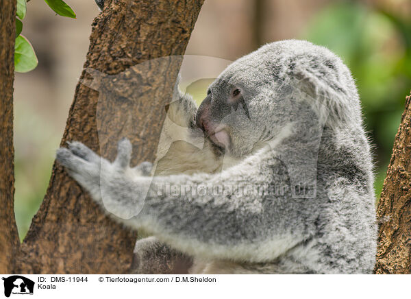 Koala / Koala / DMS-11944