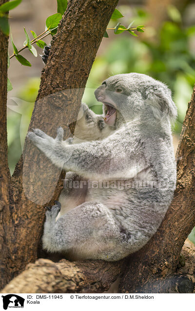 Koala / Koala / DMS-11945