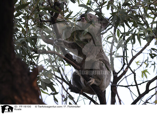 Koala / Koala / FF-16100