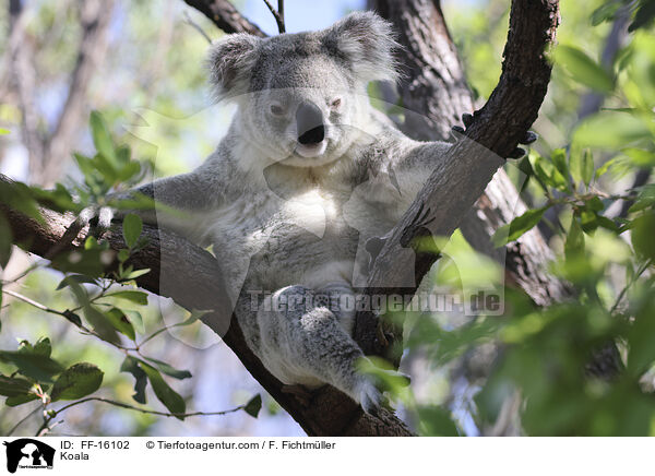 Koala / Koala / FF-16102