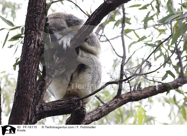 Koala / Koala / FF-16110
